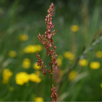Wildflower Common Sorrel